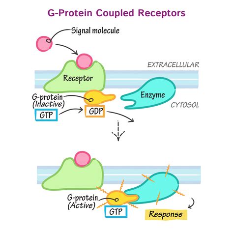 G Protein